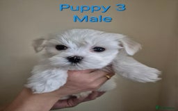 Maltese dogs for sale: Maltese Mini - Image 4