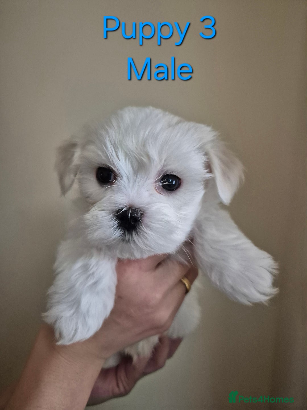 Maltese dogs for sale: Maltese Mini - Image 4