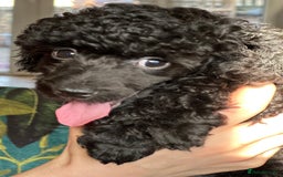 Toy Poodle dogs for sale: Adorable little toy poodle girls  - Image 12