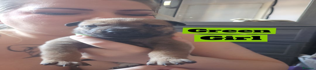 Green collar 