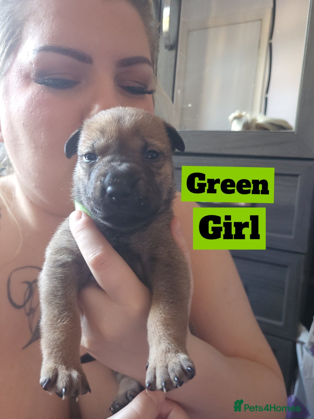 Mixed Breed dogs for sale: Belgian Malinois X Shar-pei puppies  - Image 10