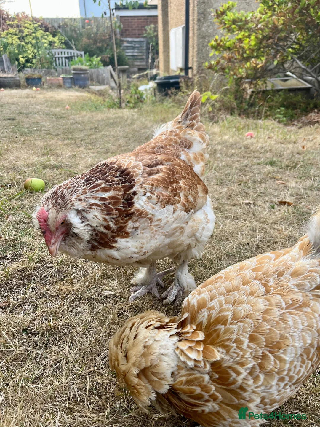 Chickens poultry for sale: Free - Two hens - Poland and Faverolle - Advert 2