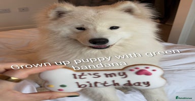 Samoyed dogs - Advert 10