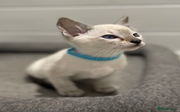 Siamese cats for sale: GCCF Registered Traditional Siamese Kittens.  - Image 18