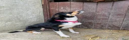 Border Collie dogs for sale: Tricoloured Border Collie Puppies - Advert 2