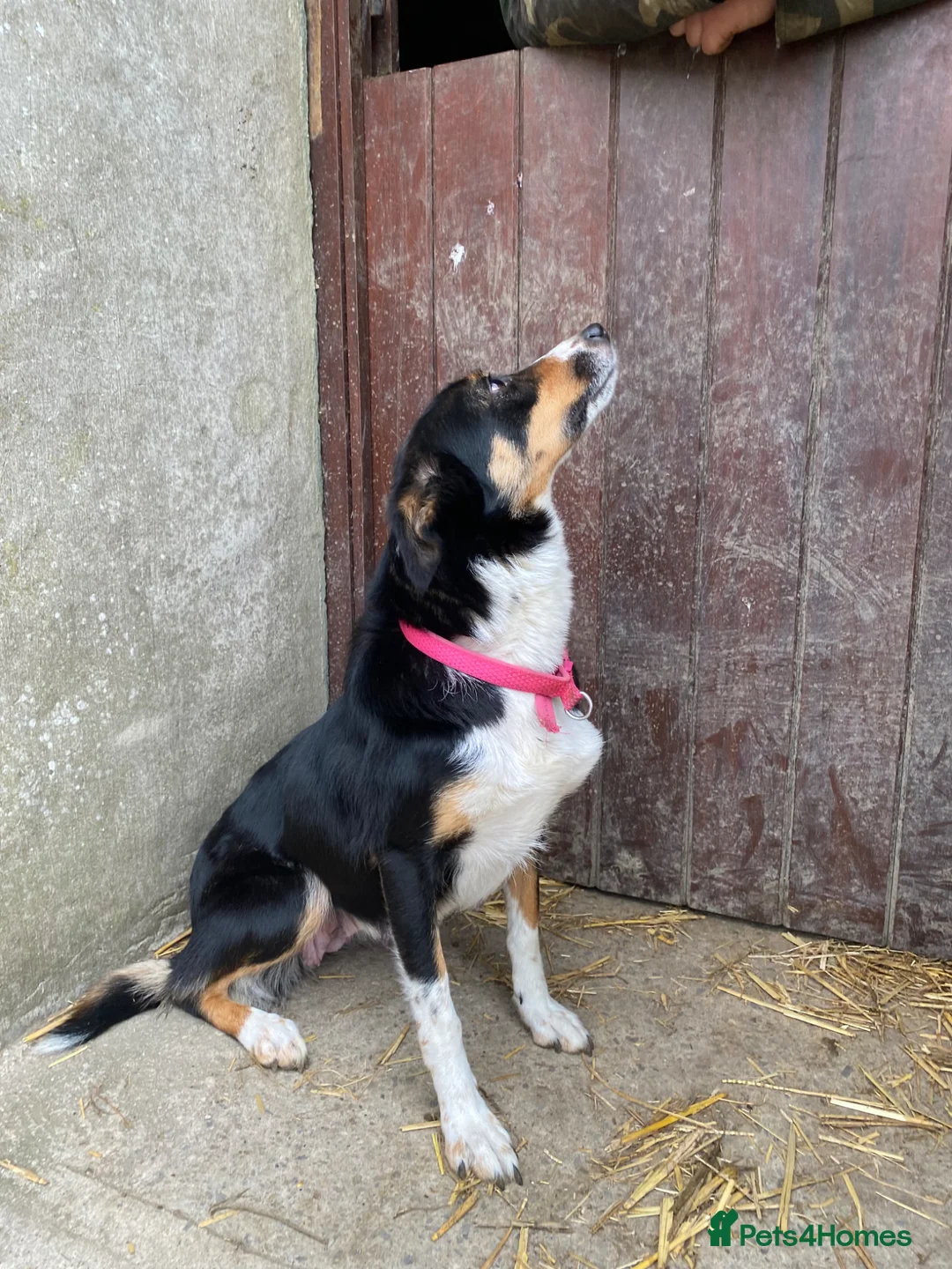 Border Collie dogs for sale: Tricoloured Border Collie Puppies - Advert 2