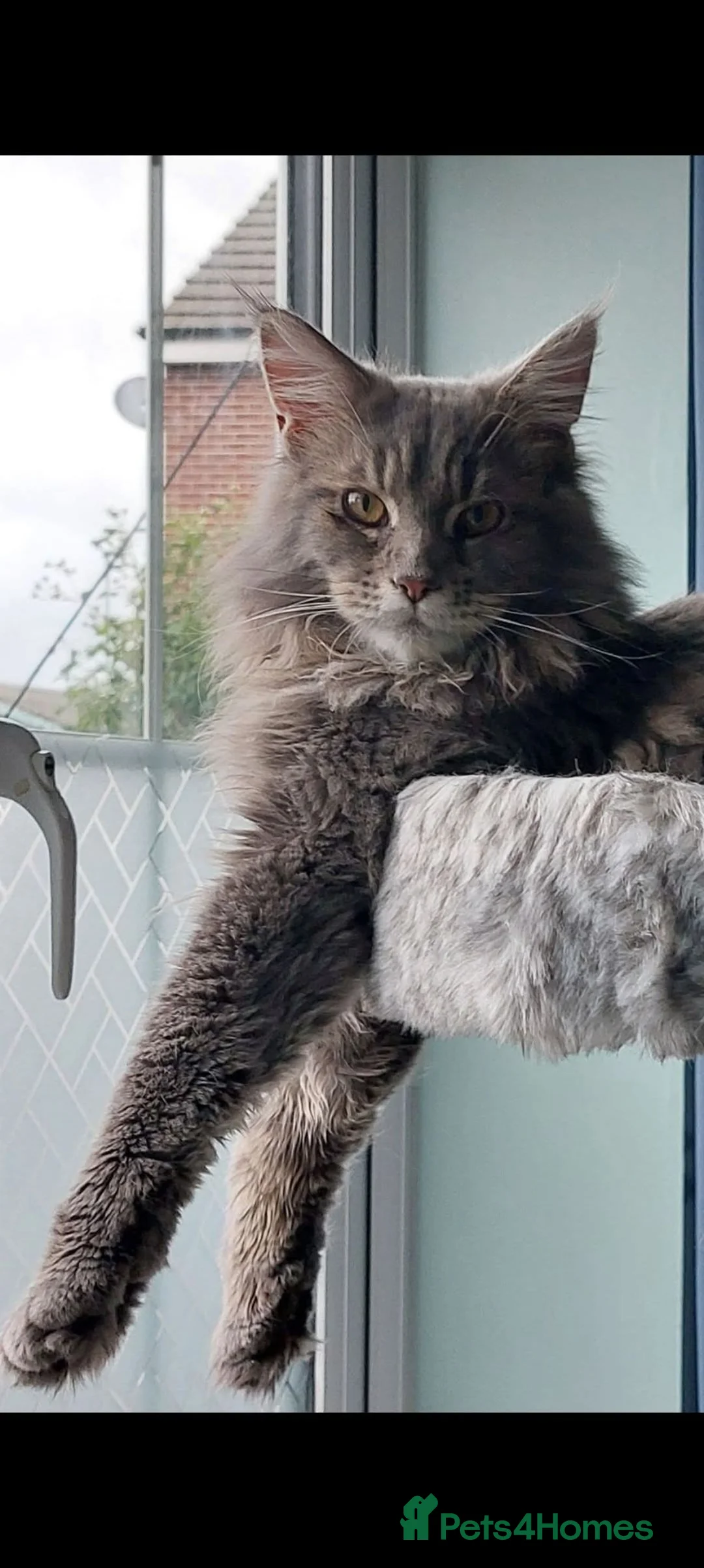 Maine Coon cats for sale: Male maine coon  - Advert 1