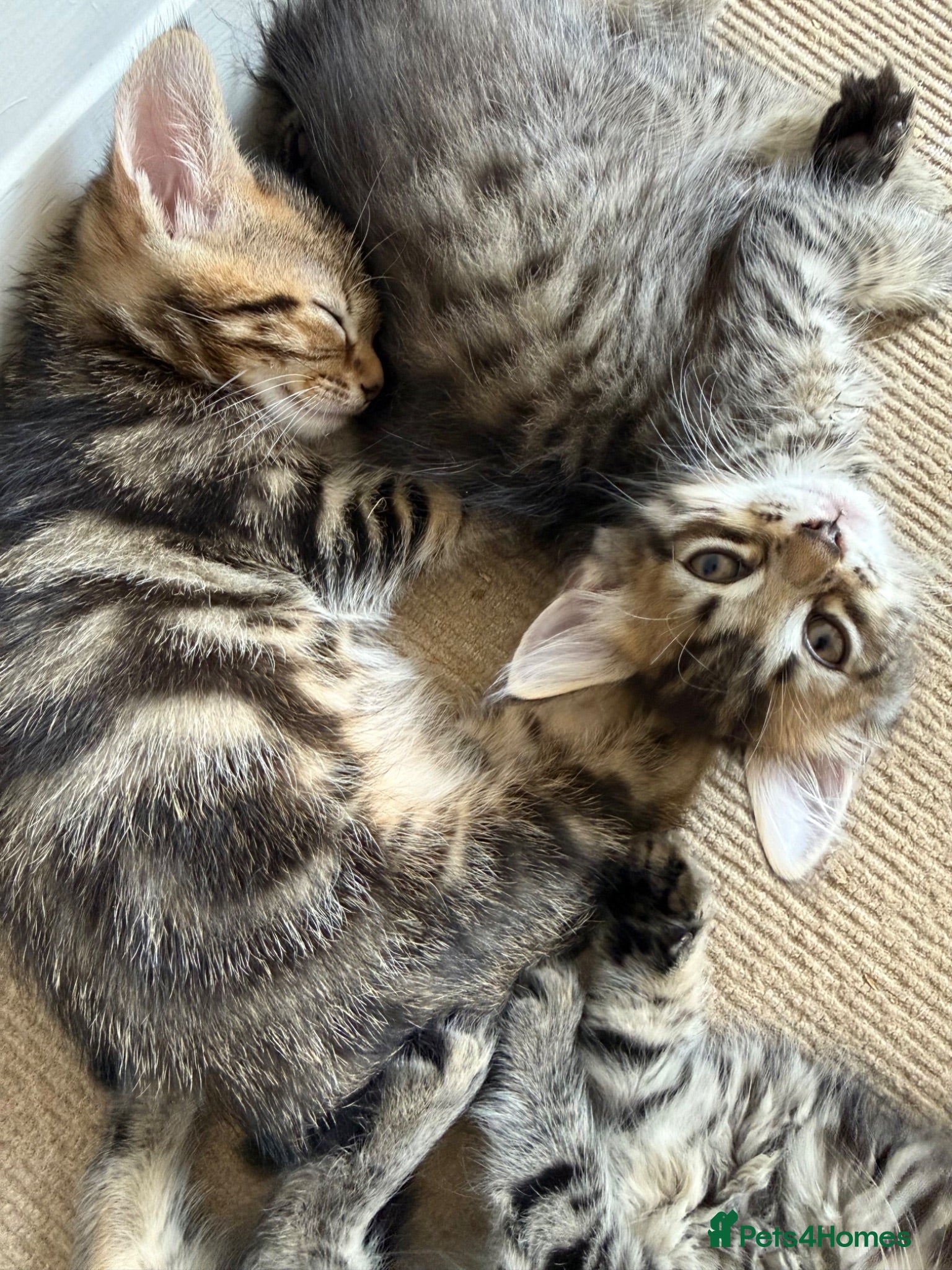 Mixed Breed cats READY🎉 Prince & Princess Tabby MaineCoon mixed 👑 - Advert 17