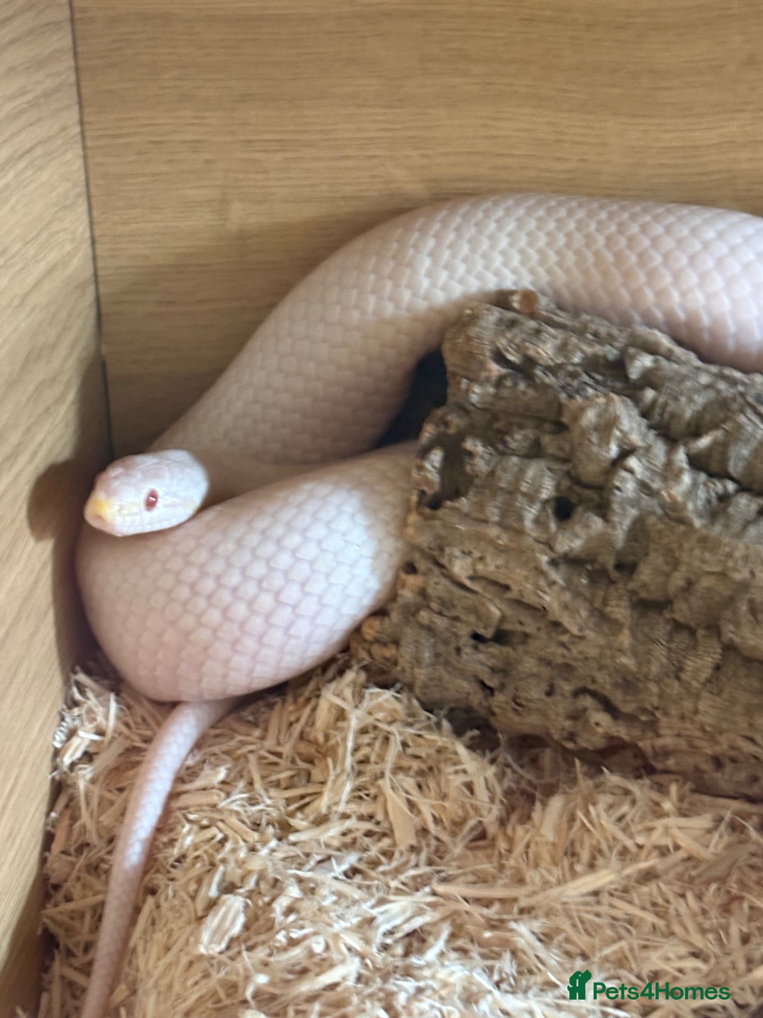 Corn Snake reptiles Susie beautiful albino corn snake - Advert 10