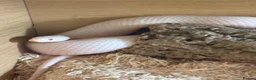 Corn Snake reptiles for sale: Susie beautiful albino corn snake in Worcester - Advert 1