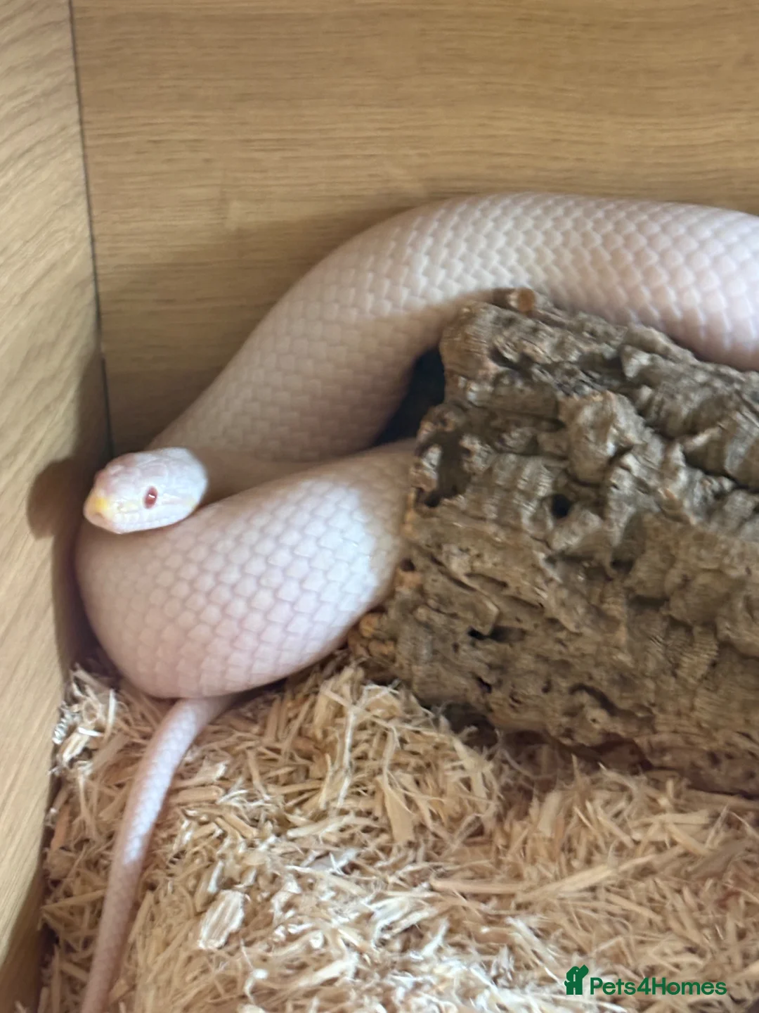 Corn Snake reptiles for sale: Susie beautiful albino corn snake in Worcester - Advert 1