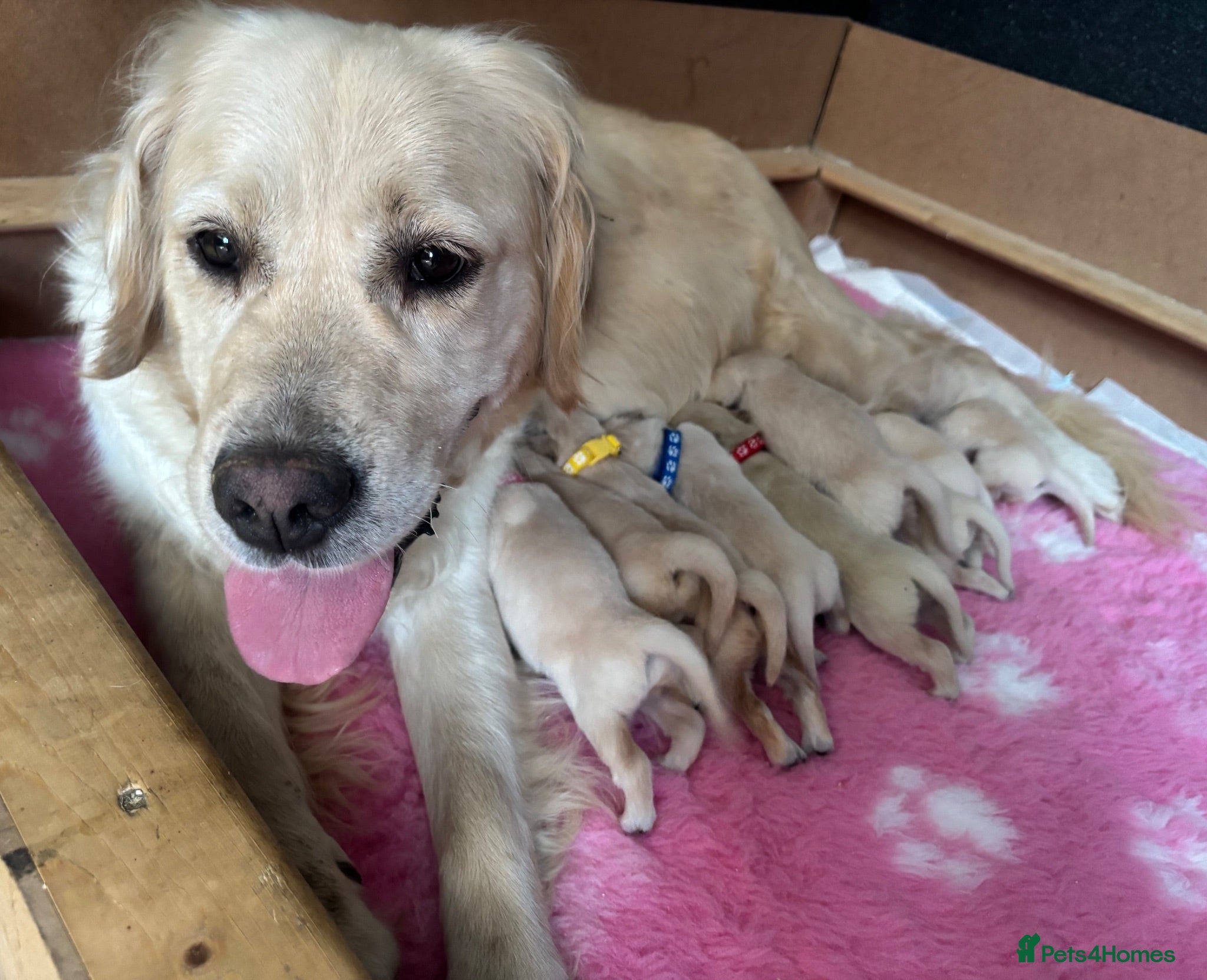 Golden Retriever dogs Beautiful Kc registered Golden Retriever puppies  - Advert 2