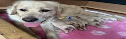 Golden Retriever dogs for sale: Beautiful Kc registered Golden Retriever puppies  - Advert 2