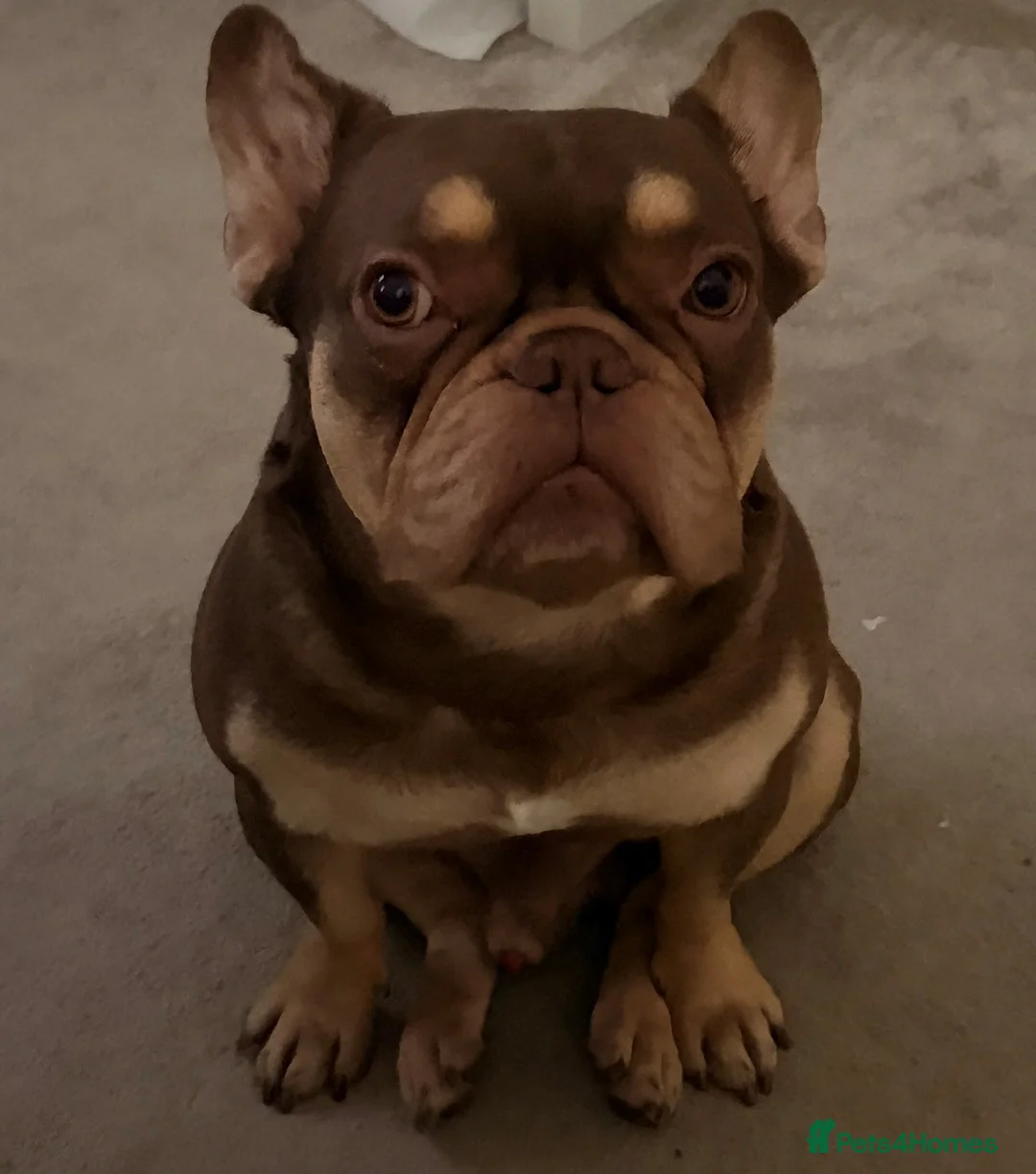 French Bulldog dogs for sale: Frenchie for adoption/not for sale - Advert 1