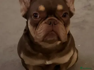 French Bulldog dogs Frenchie for adoption/not for sale - Advert 4