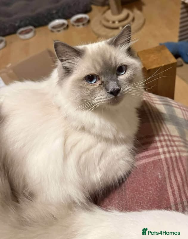 Ragdoll cats Ragdoll  - Advert 18