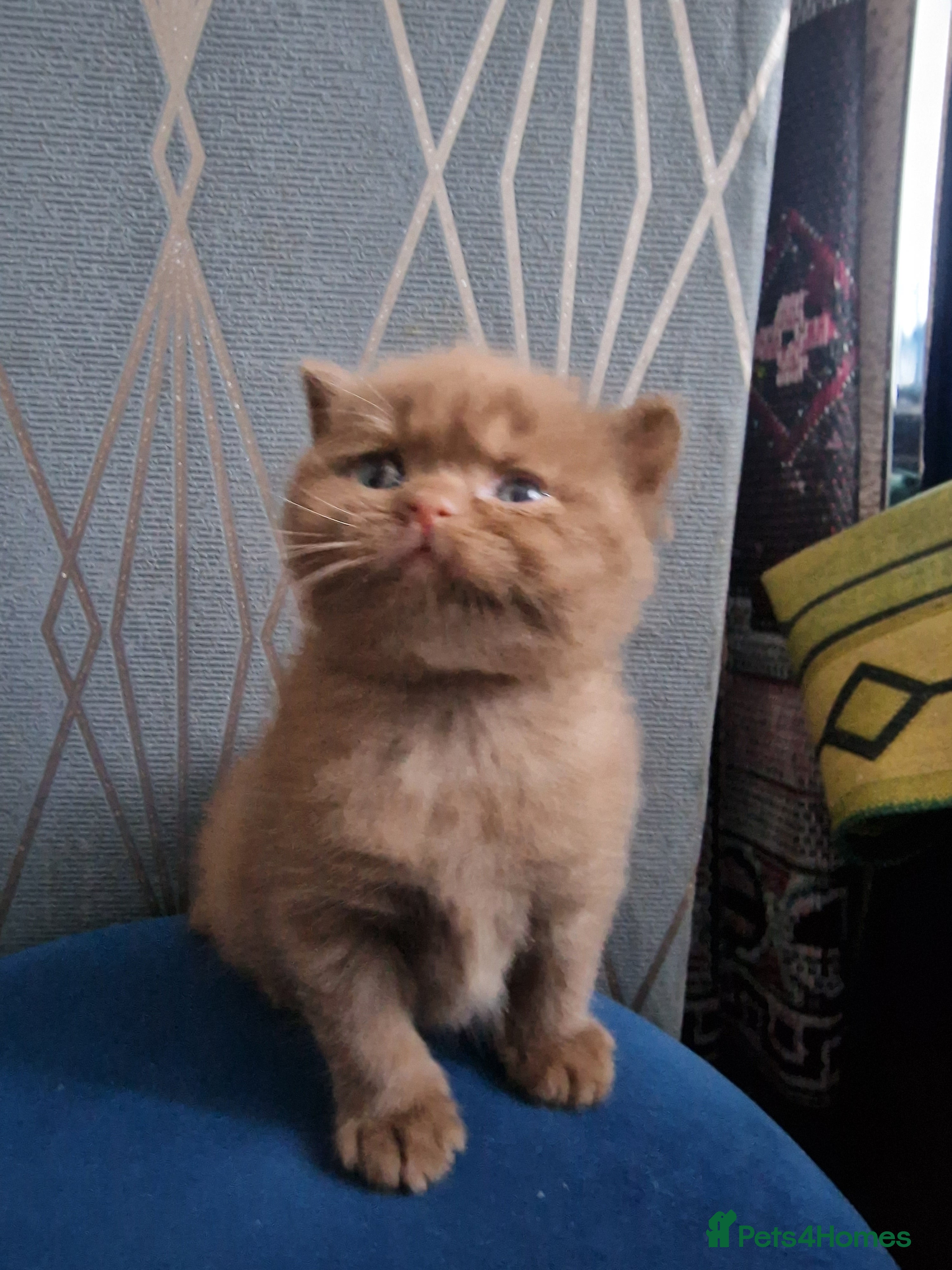 British Shorthair cats GCCF British shorthair kittens - Advert 8