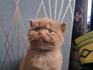 British Shorthair cats GCCF British shorthair kittens - Advert 3