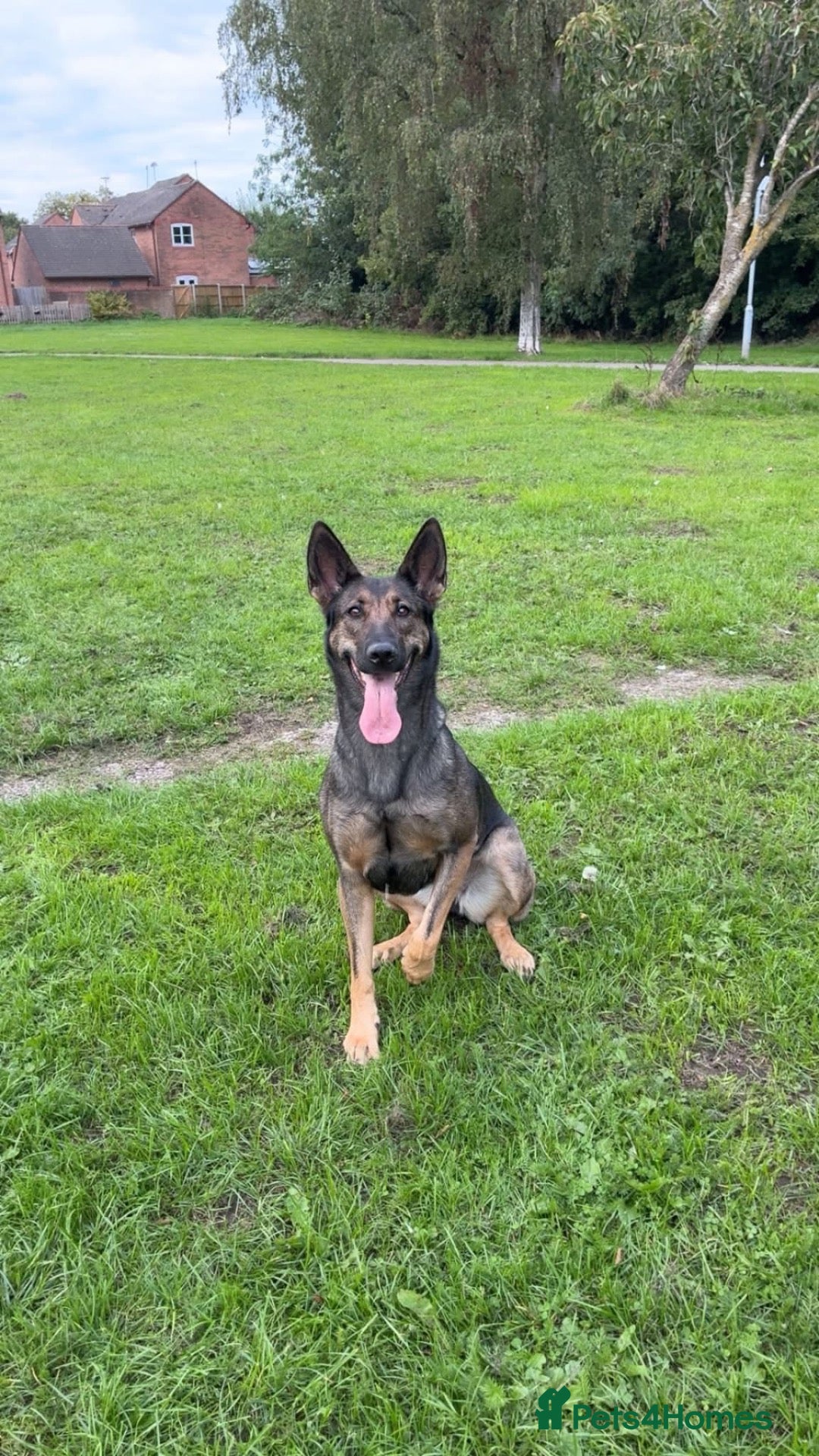 Belgian Shepherd Dog dogs Belgian Malinois  - Advert 1