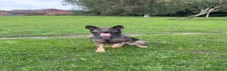 Belgian Shepherd Dog dogs for sale: Belgian Malinois  in Nantwich - Advert 1