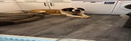 Saint Bernard dogs for sale: saint bernard in Bedworth - Advert 3