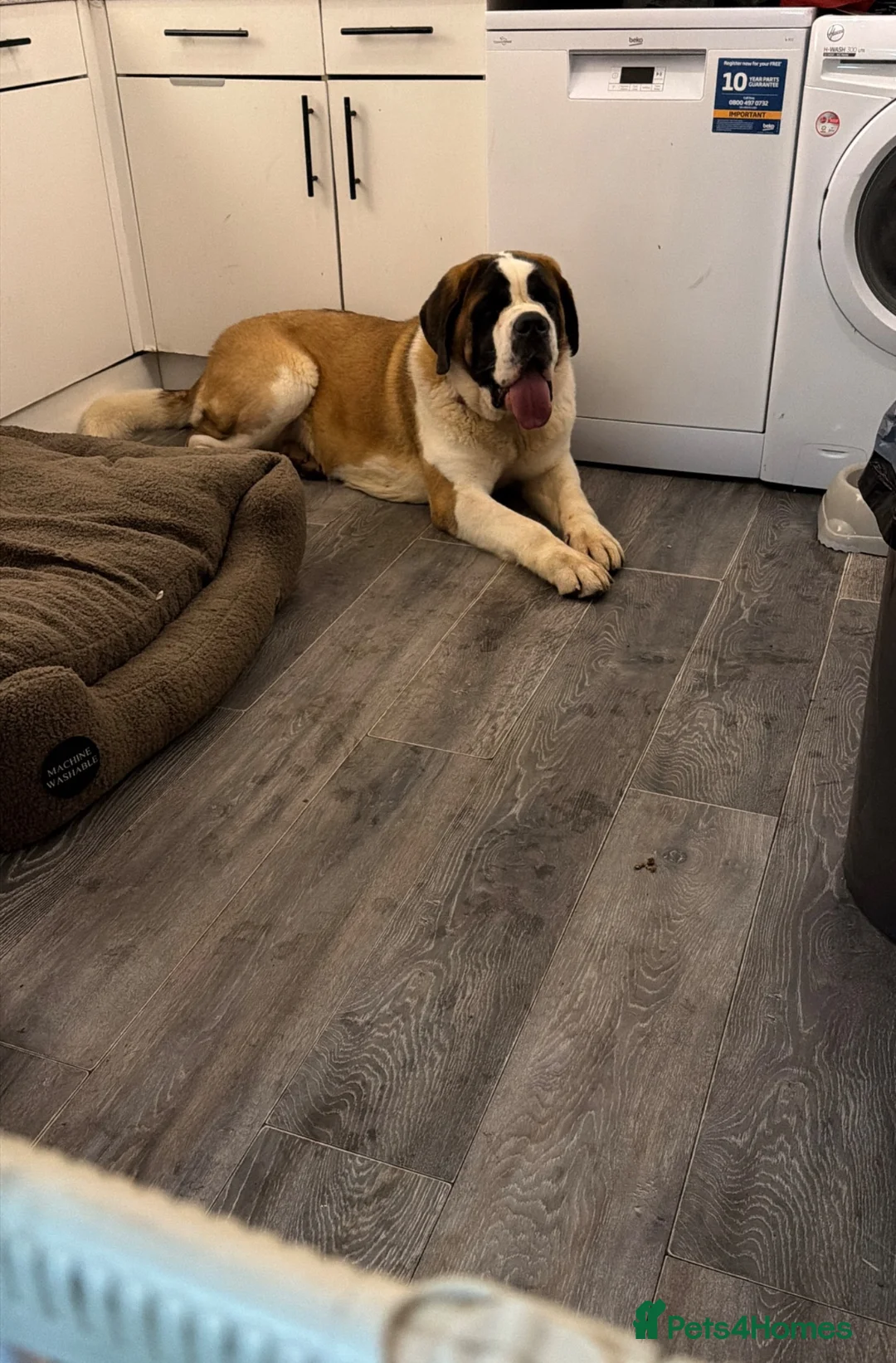 Saint Bernard dogs for sale: saint bernard in Bedworth - Advert 3