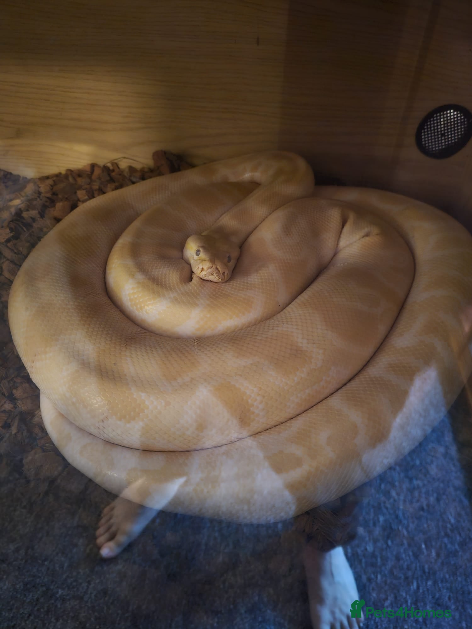 Python Snake reptiles CB18 - 10Ft Male Albino Burmese Python For Sale - Advert 4