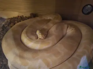 Python Snake reptiles CB18 - 10Ft Male Albino Burmese Python For Sale - Advert 4