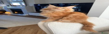 Maine Coon 1