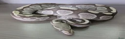 Python Snake reptiles for sale: Mojave Desert Ghost  - Advert 2