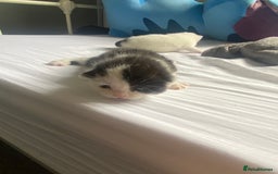 Domestic Shorthair cats for sale: Three male kittens - Image 3