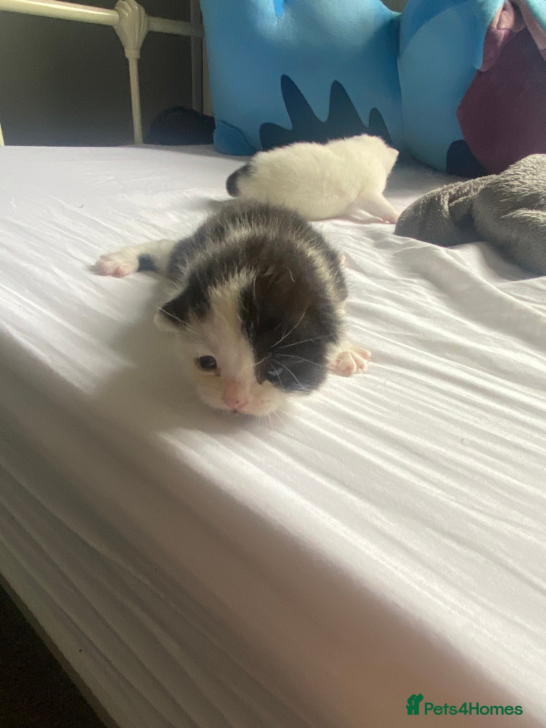 Domestic Shorthair cats for sale: Three male kittens - Image 3