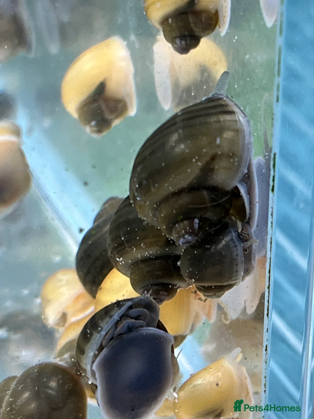 Snails invertebrates for sale: Mystery Snails - Advert 4