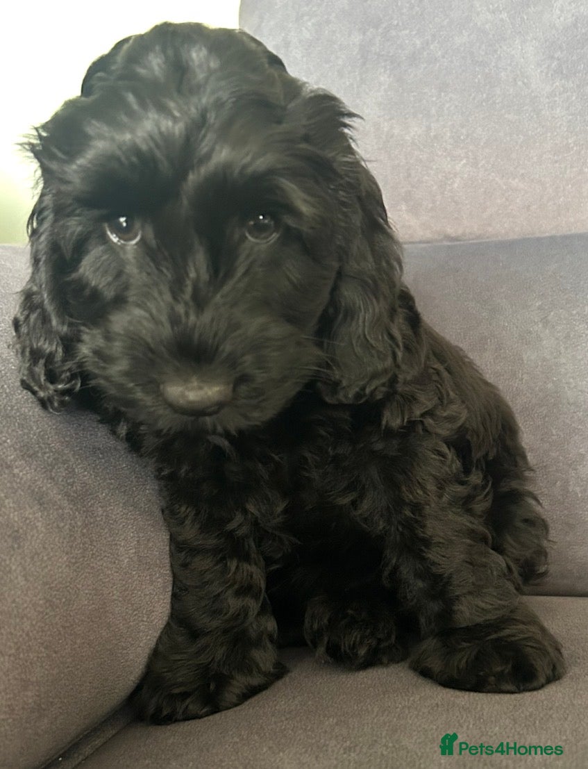 Cockapoo dogs Cockapoos - 1 available from today - Advert 2