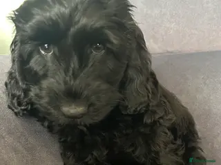 Cockapoo dogs Cockapoos - 1 available from today - Advert 2