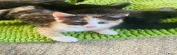Siamese cats for sale: Beautiful Siamese X girl  - Advert 1