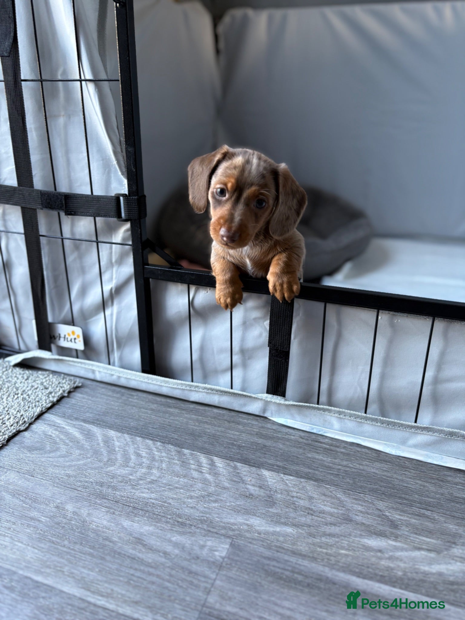 Dachshund dogs Rabbit miniature dachshund - Advert 9