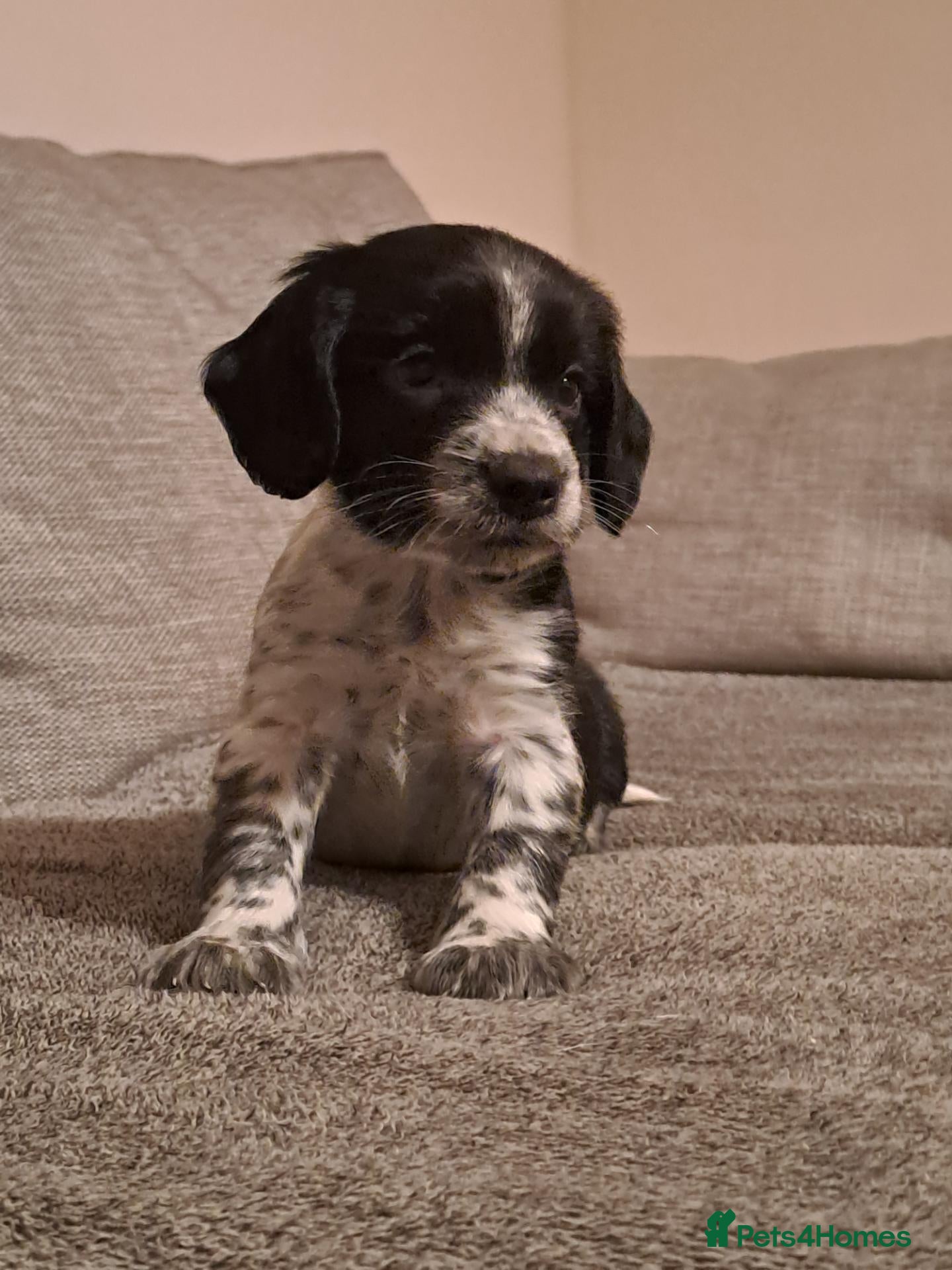Sprocker dogs F1 Sprocker puppies FCh in both parent's line - Advert 2