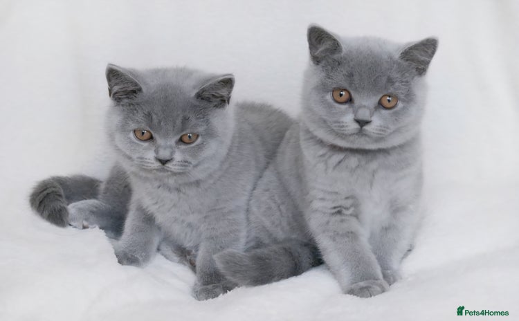 British Shorthair cats - Advert 1