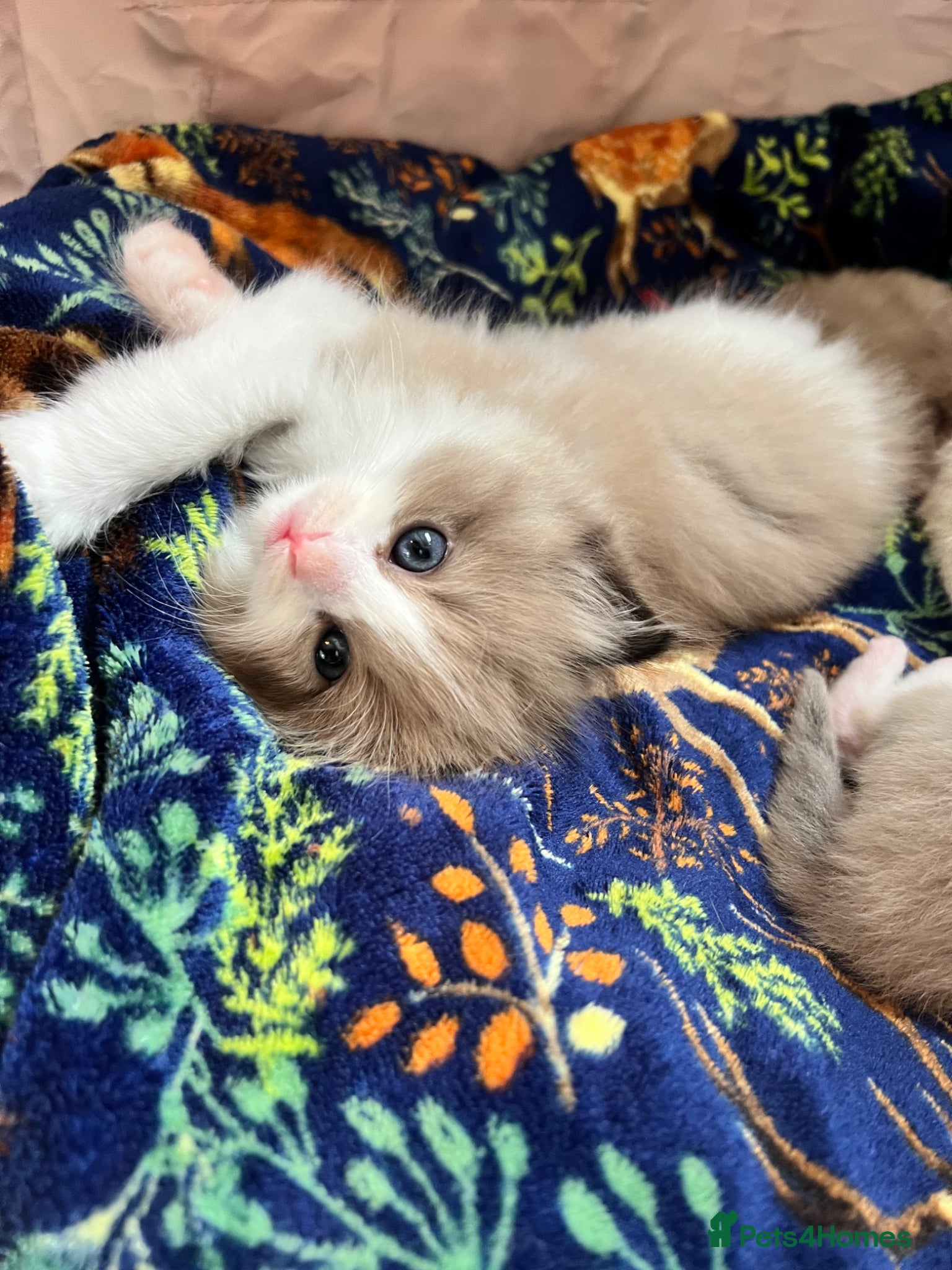 Ragdoll cats CollieKiss Ragdolls – Beautiful TICA Registered - Advert 1