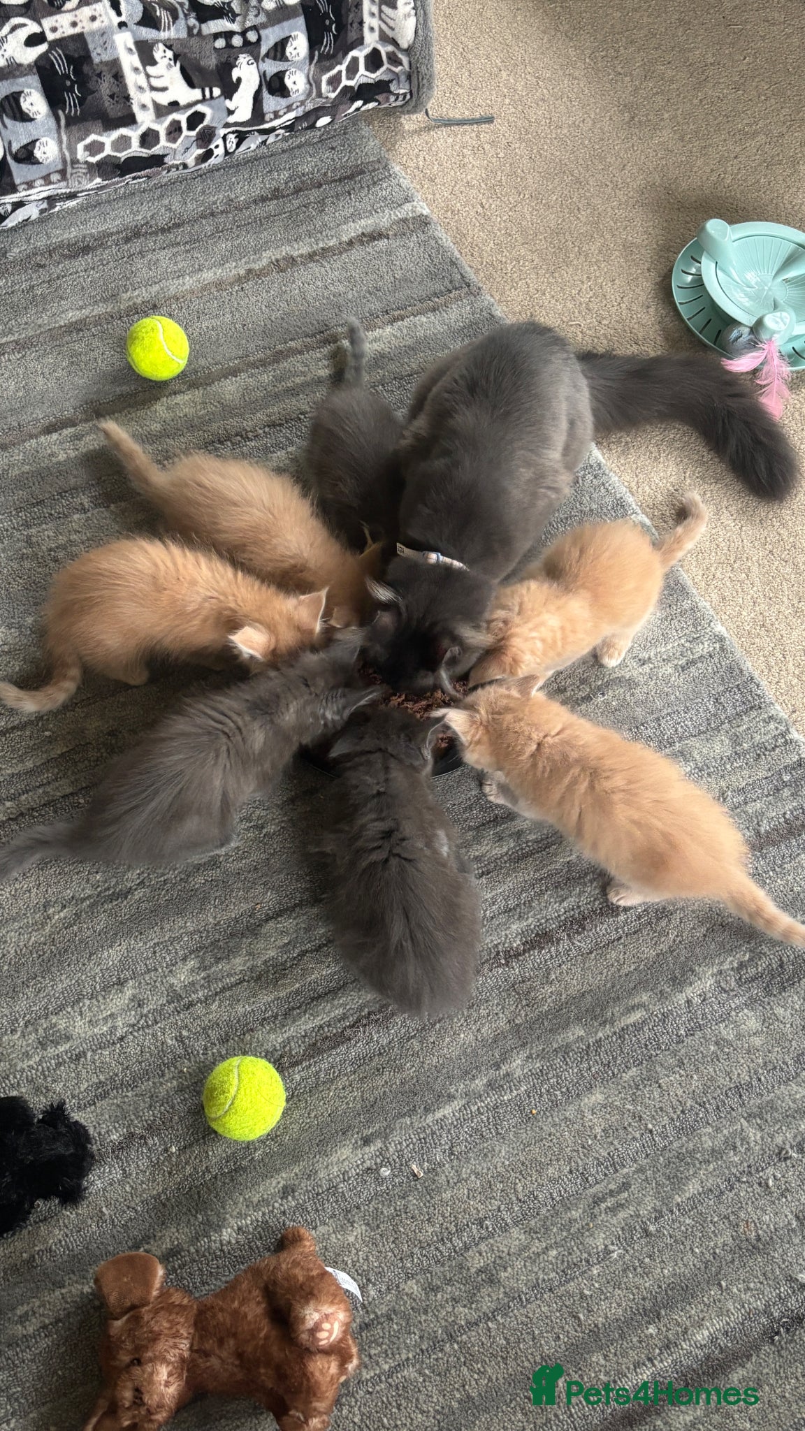 Maine Coon cats for sale: 8 Maine coon kittens - Advert 7
