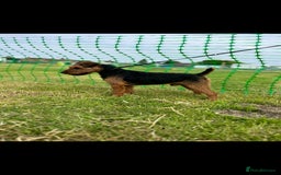 Mixed Breed dogs for sale: Patterdale/ fell terriers/ lakeland  - Image 3