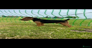 Mixed Breed dogs - Advert 7