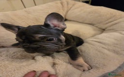 French Bulldog dogs for sale: Male french bulldog - Image 3