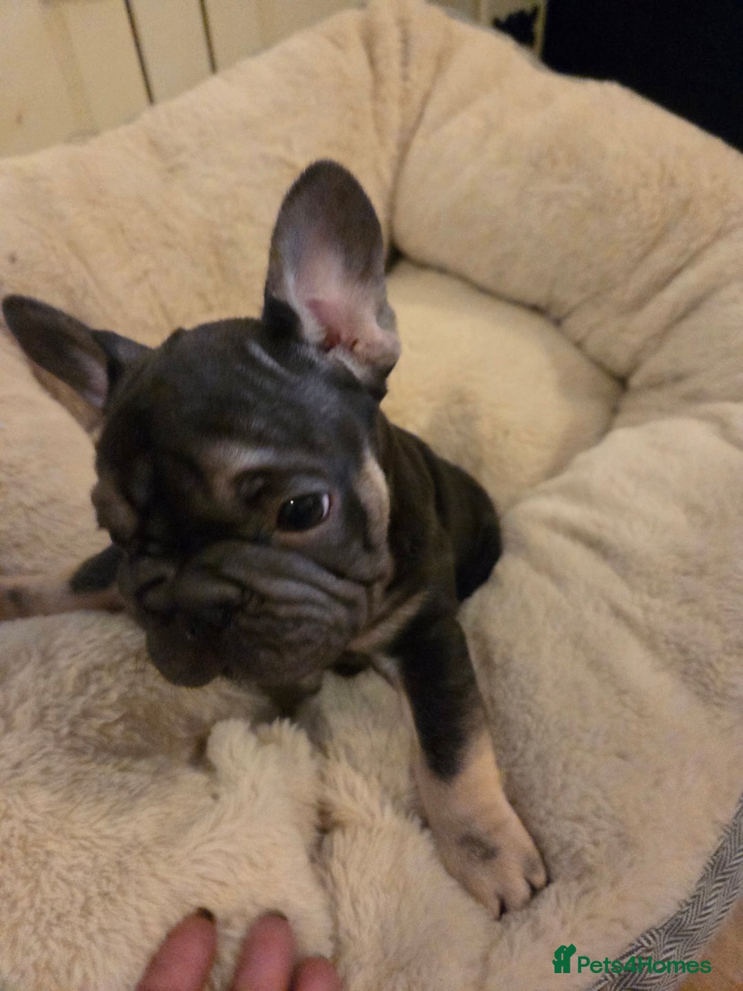 French Bulldog dogs for sale: Male french bulldog - Image 3