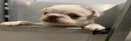 Pug dogs for sale: KC registered Platinum pug puppy - Advert 6