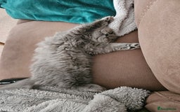 British Longhair cats for sale: Gorgeous GCCF long-haired British girl  - Image 20