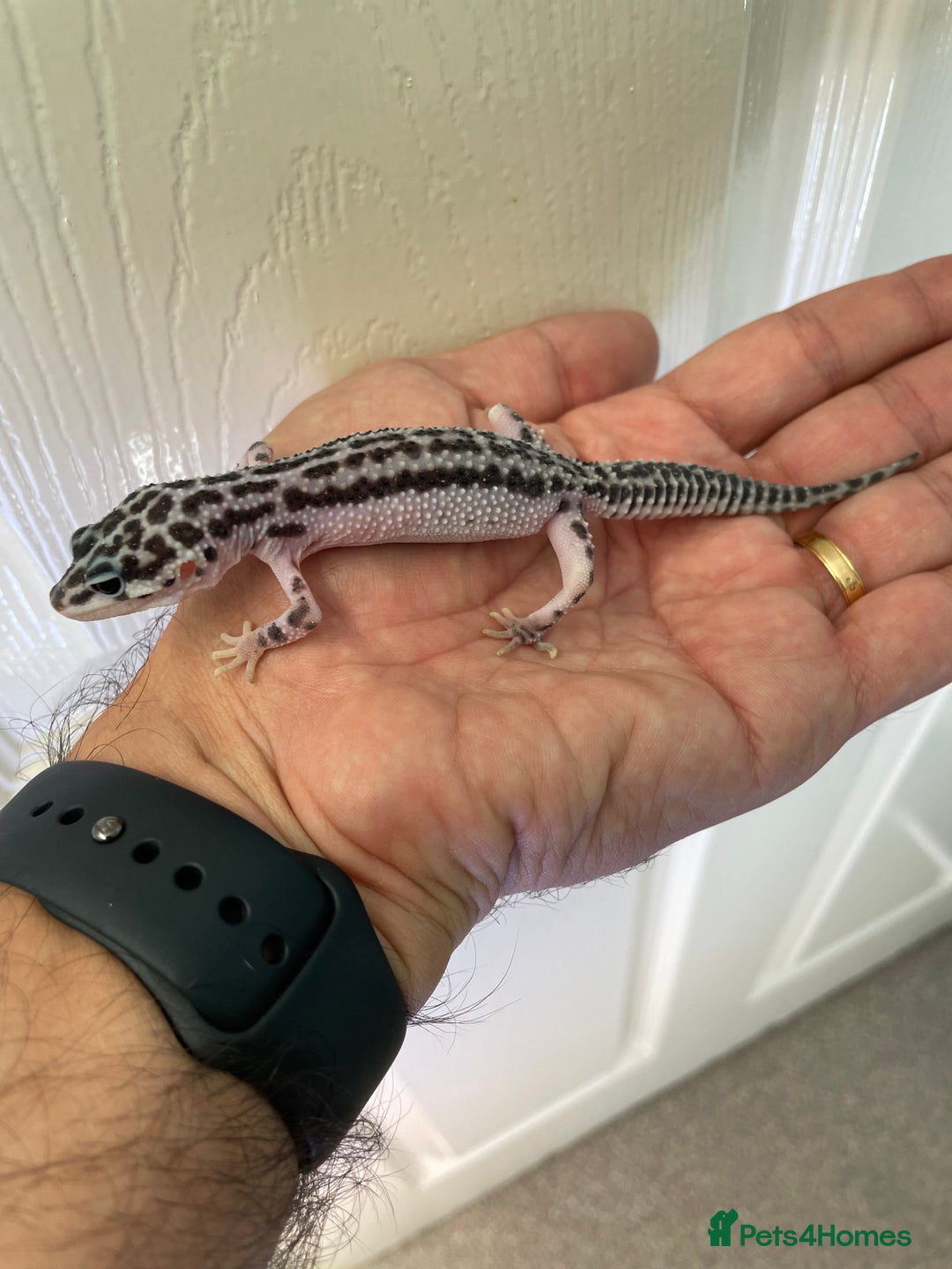Leopard Gecko reptiles for sale: CB25 Supper Mac Snow Leopard Geckos available  - Image 3