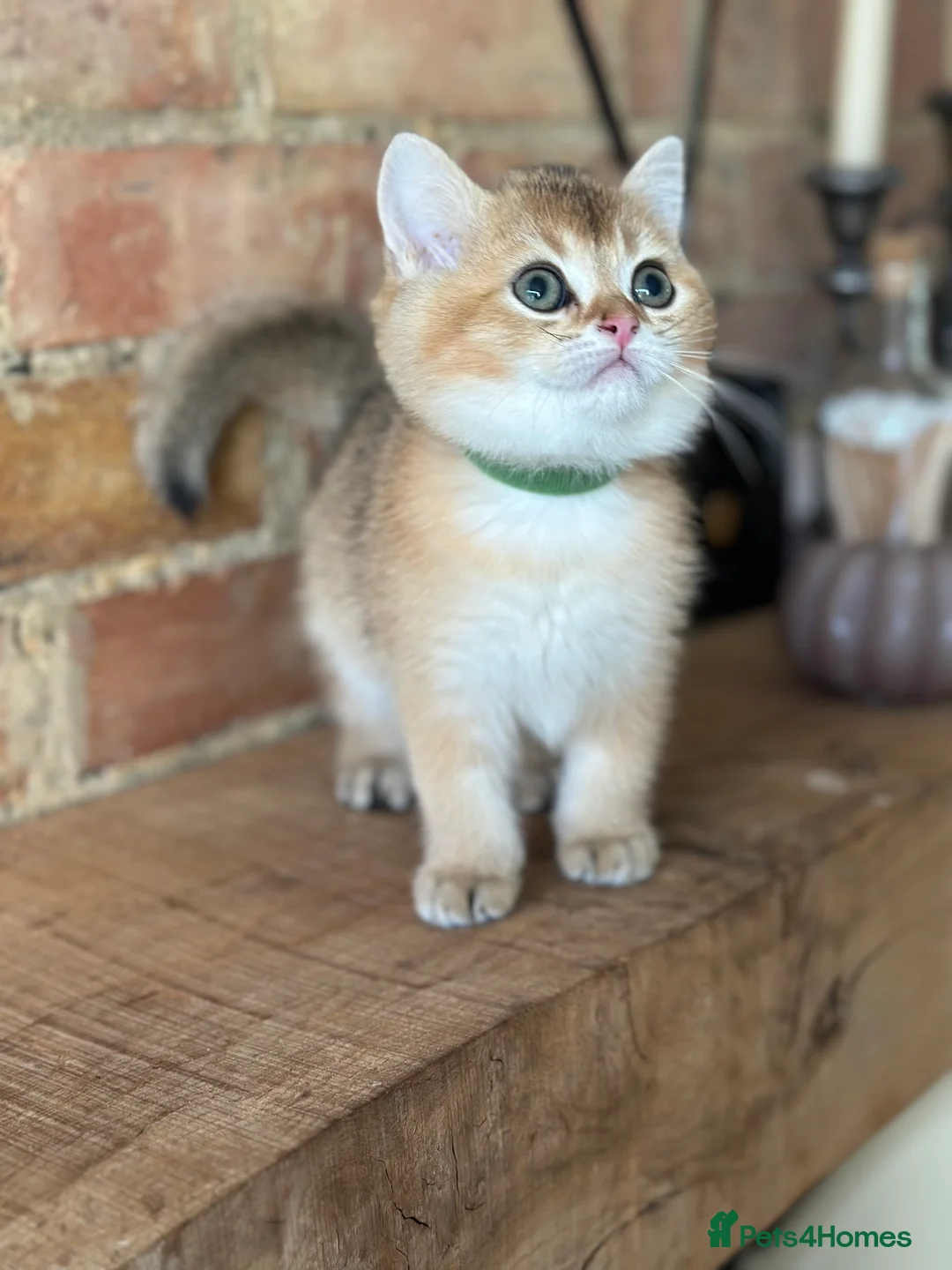 British Shorthair cats for sale: ‼️READY NOW‼️ - Advert 31