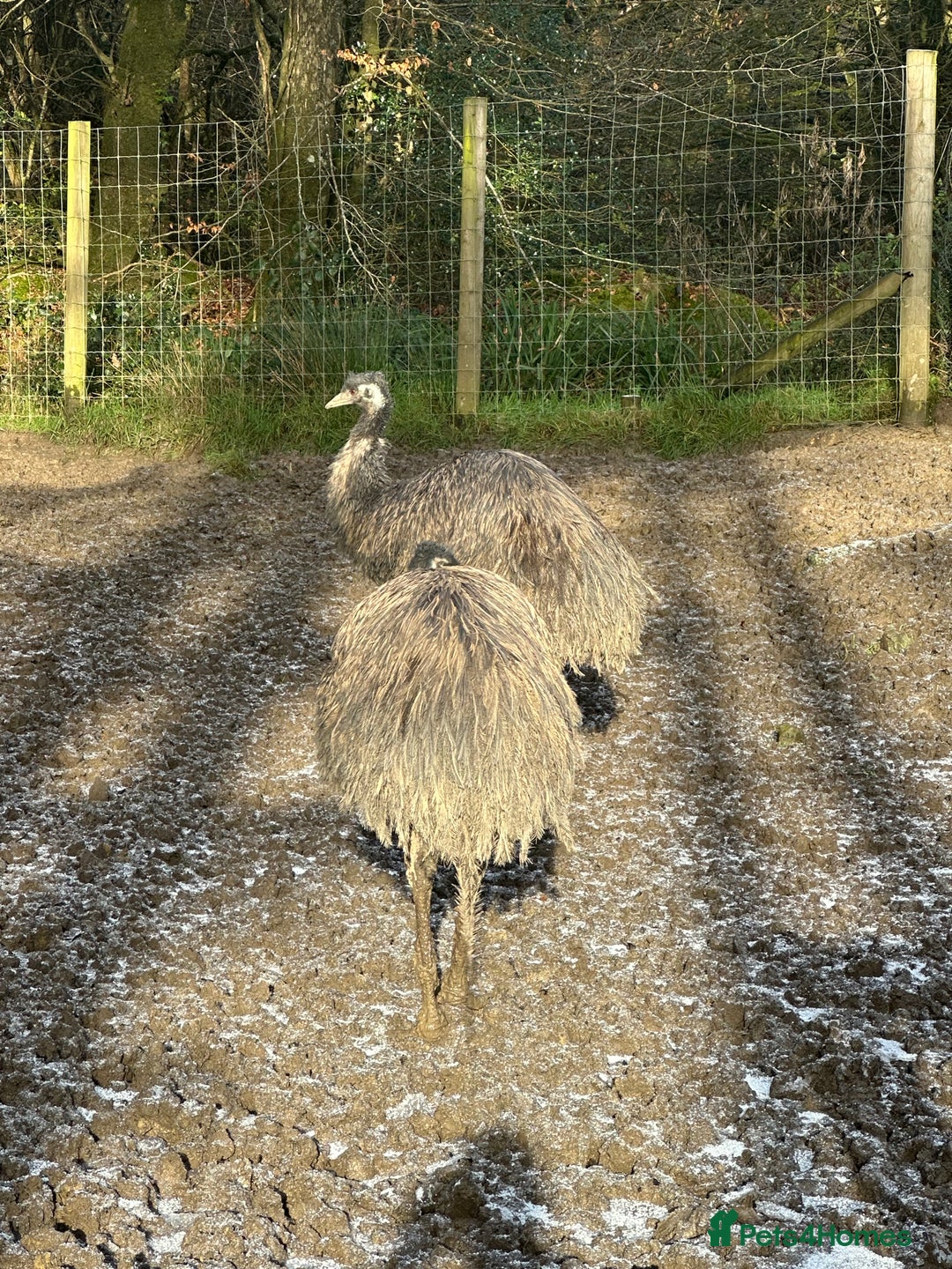 Emus poultry for sale: 6 emus for sale  - Advert 1
